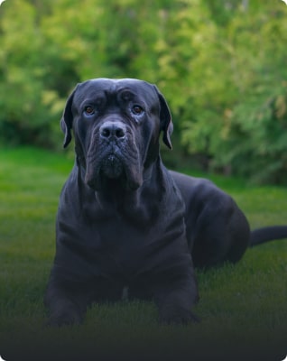 Cane Corso