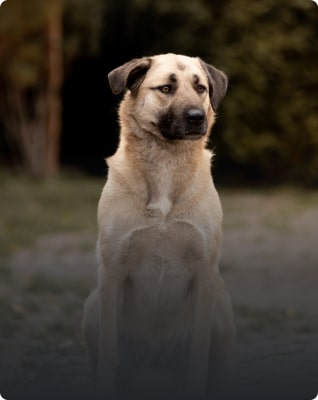 Kangal