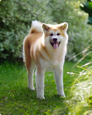 Akita