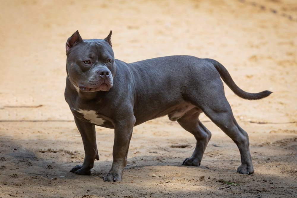 American Bulldog