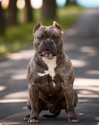 American Bulldog