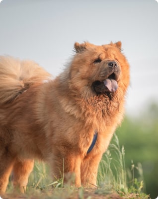 Chow Chow