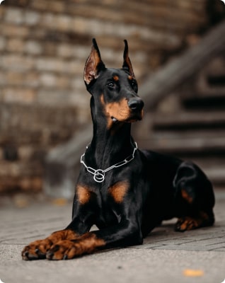 Doberman