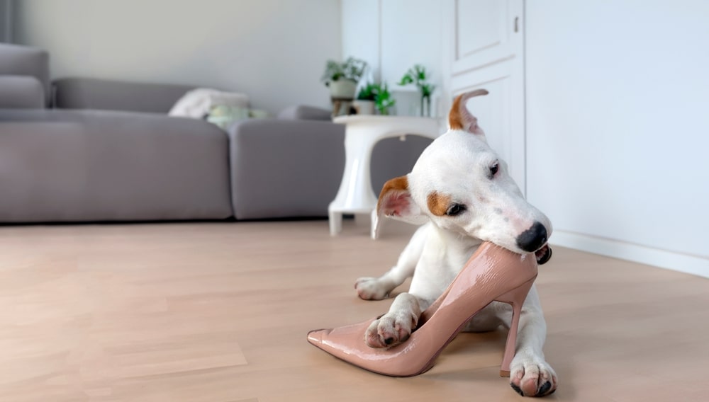 Dog Biting A Shoe Indoors