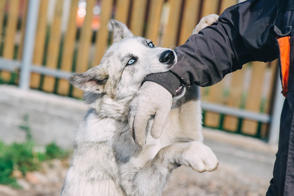 Dog Biting A Fake Hand