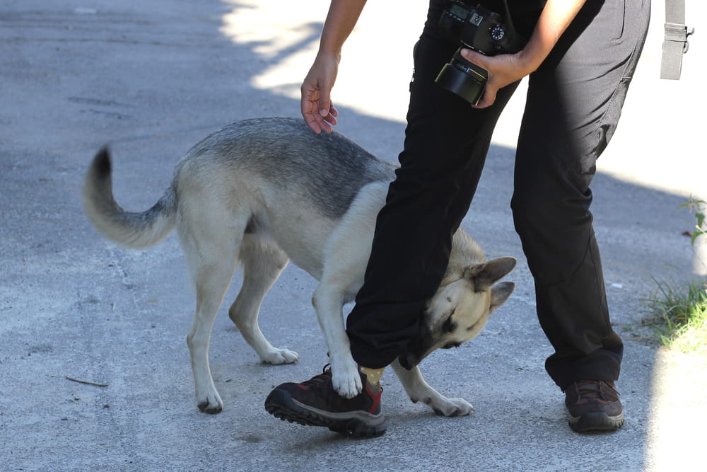 Dog Biting A Person Leg