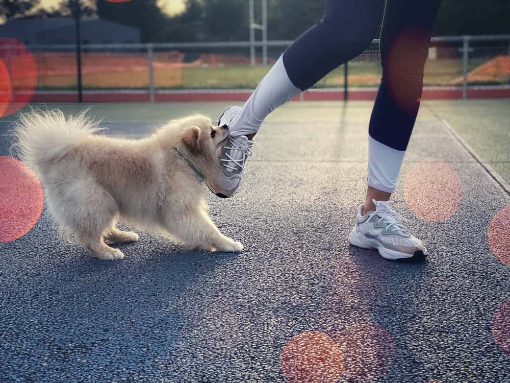 Small Dog Biting A Persons Shoe