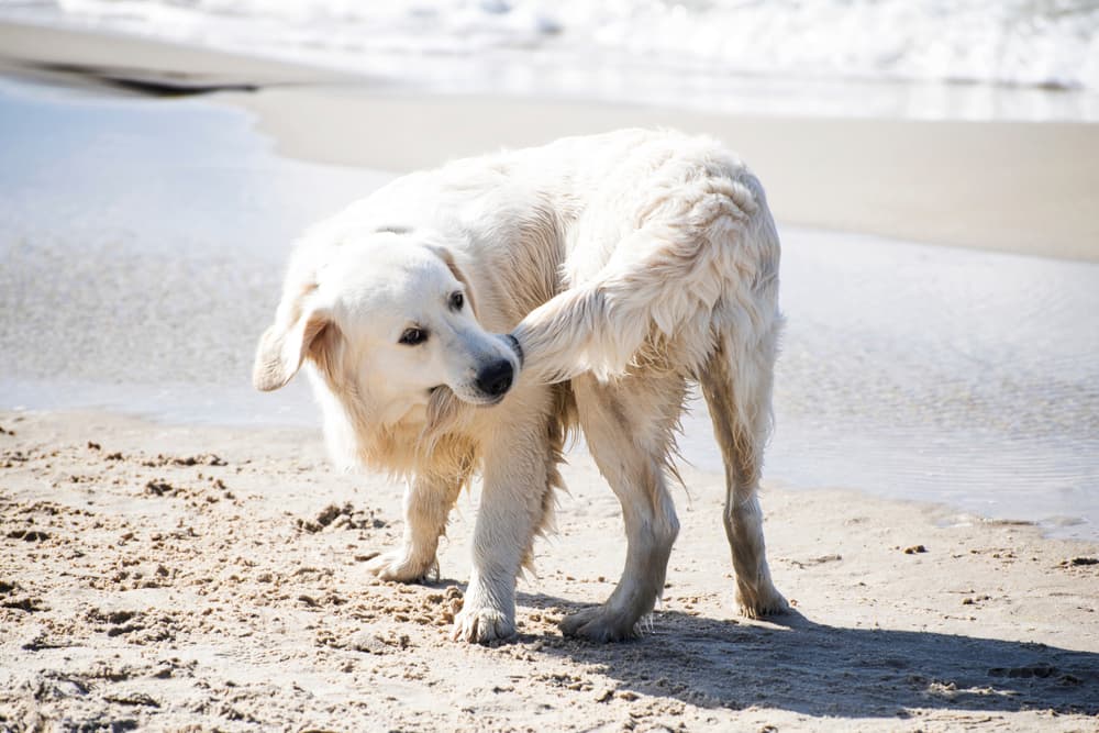 Dog Biting Tail