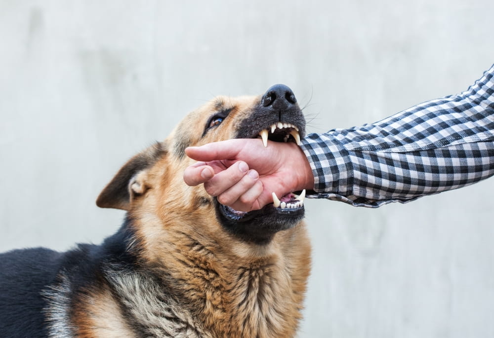 Dog Biting A Persons Hand