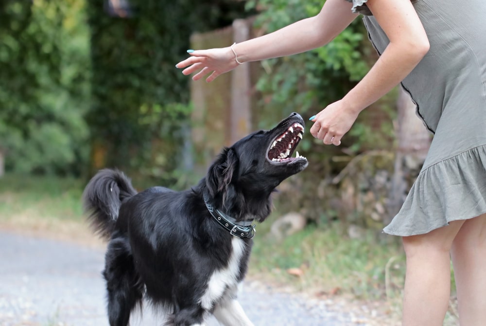 Dog Trying To Bite A Hand