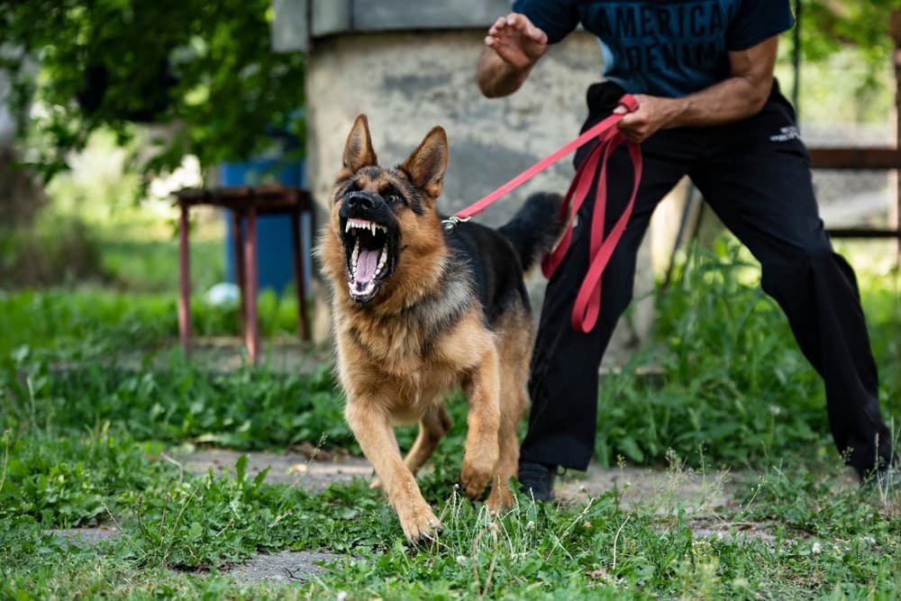 Person Holding Dog On A Leash