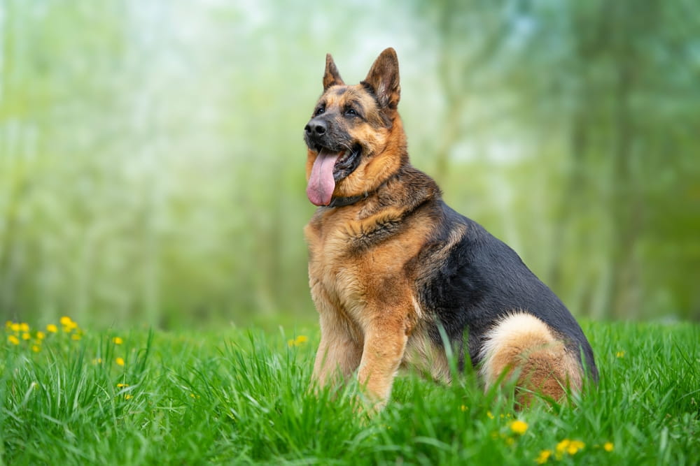 Smiling German Shepherd Sitting In The Grass