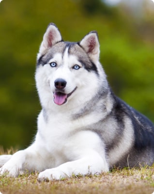 Husky