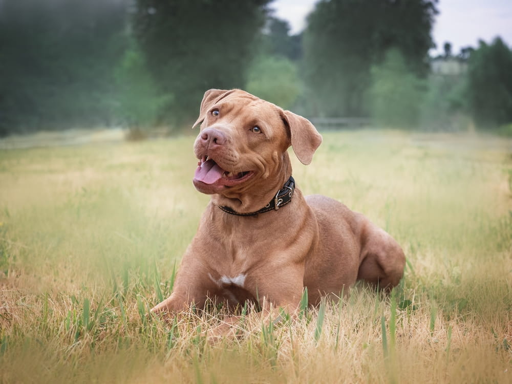 Pitbull Laying In Grass