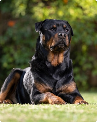 Serious Rottweiler Laying In Grass