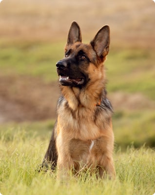 German Shepherd