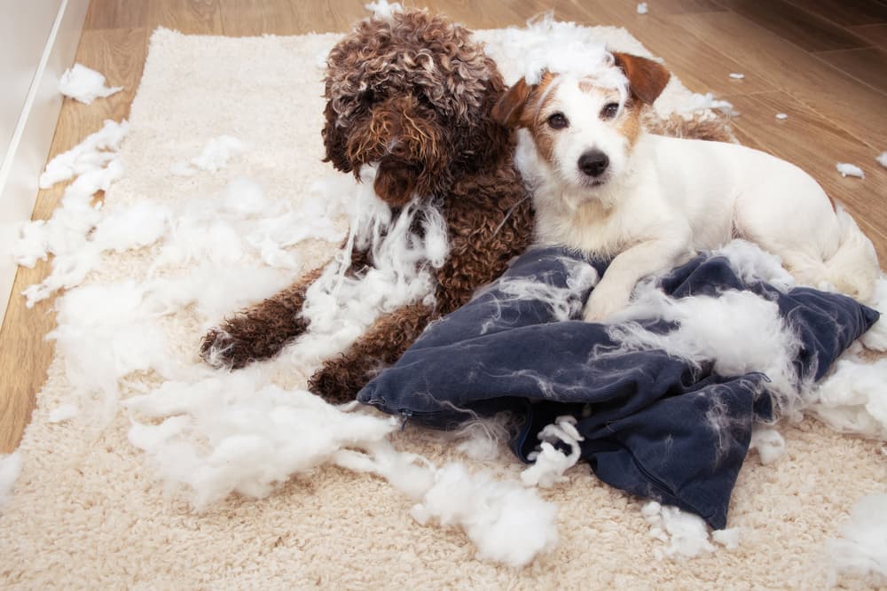 Two Dogs Destroying a pillow