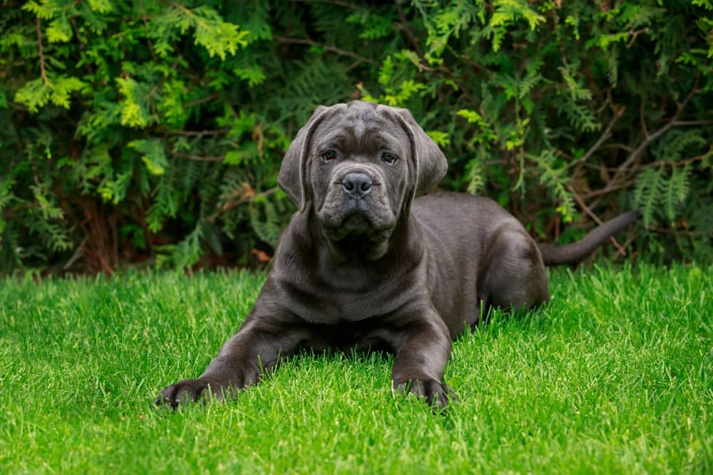 Cane Corso Laying In Grass