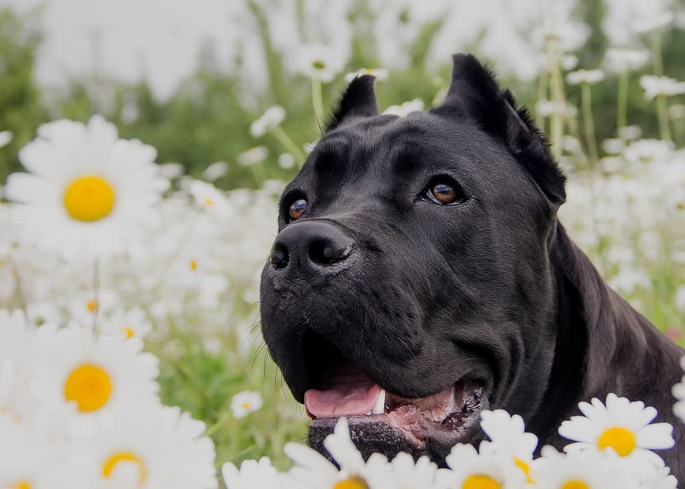 Cane Corso With Flowers