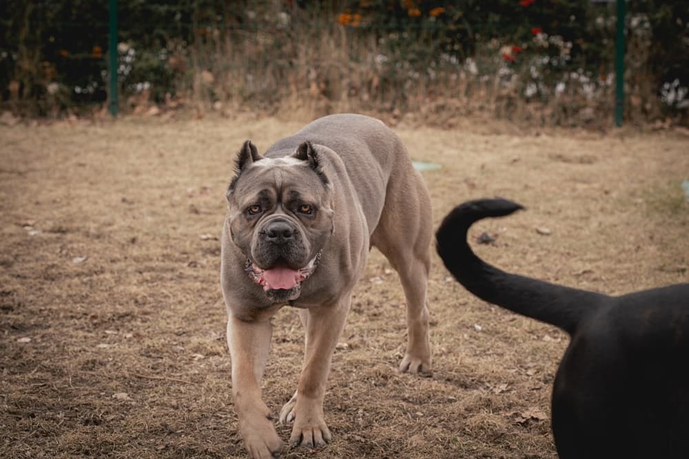 Cane Corso Coming Towards