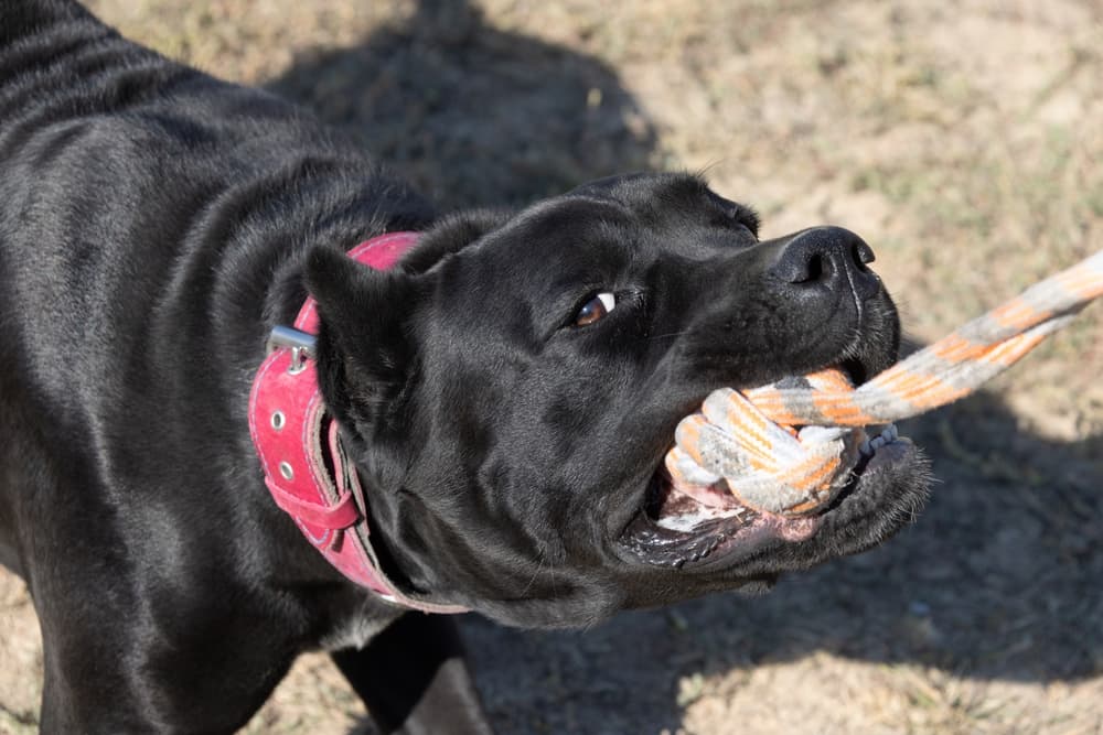 Cane Corso Playing With Rope