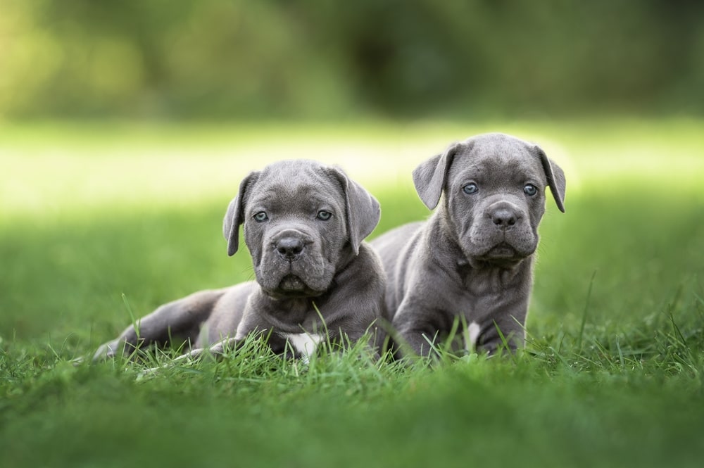 Cane Corso Puppies