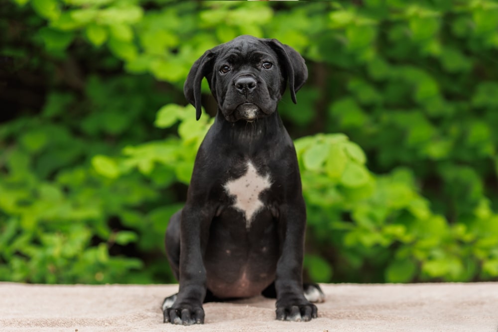 Cane Corso Puppy Sitting