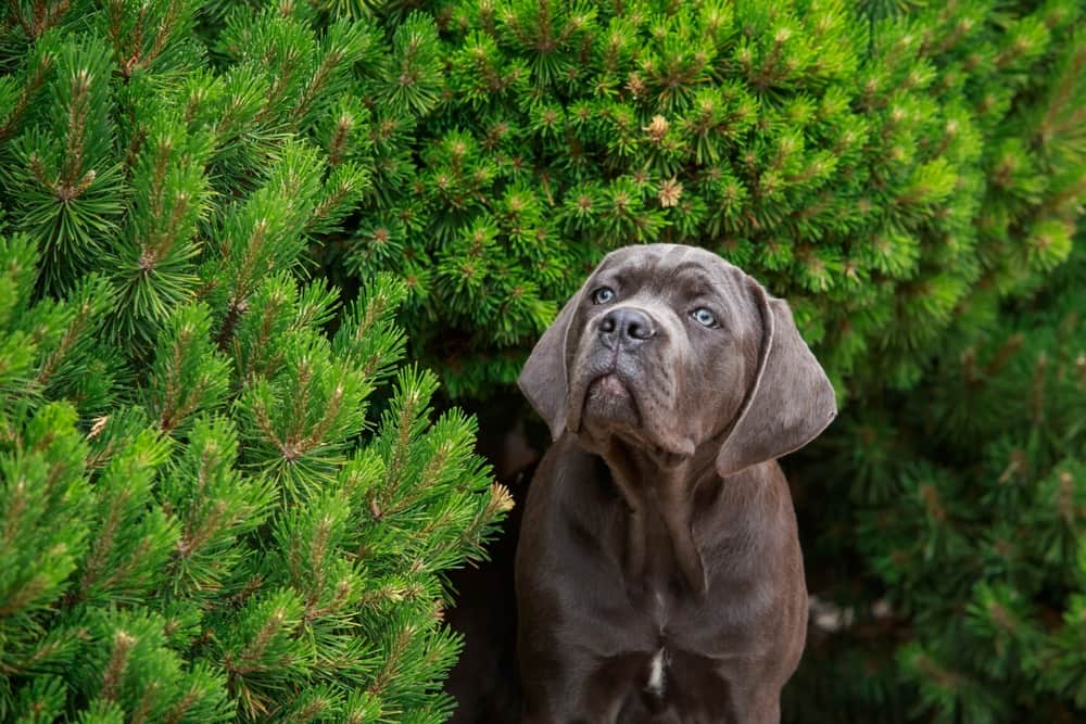 Cane Corso Puppy Watching From The Bushes