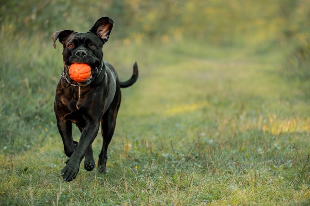 Cane Corso Puppy Playing With Ball