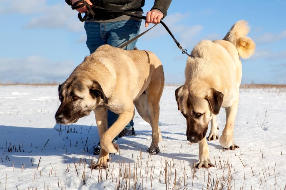 Kangal Dogs On A Leash