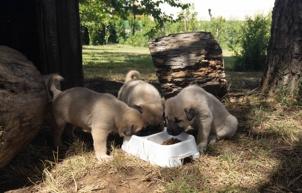 Kangal Puppies Eating From A Bowl