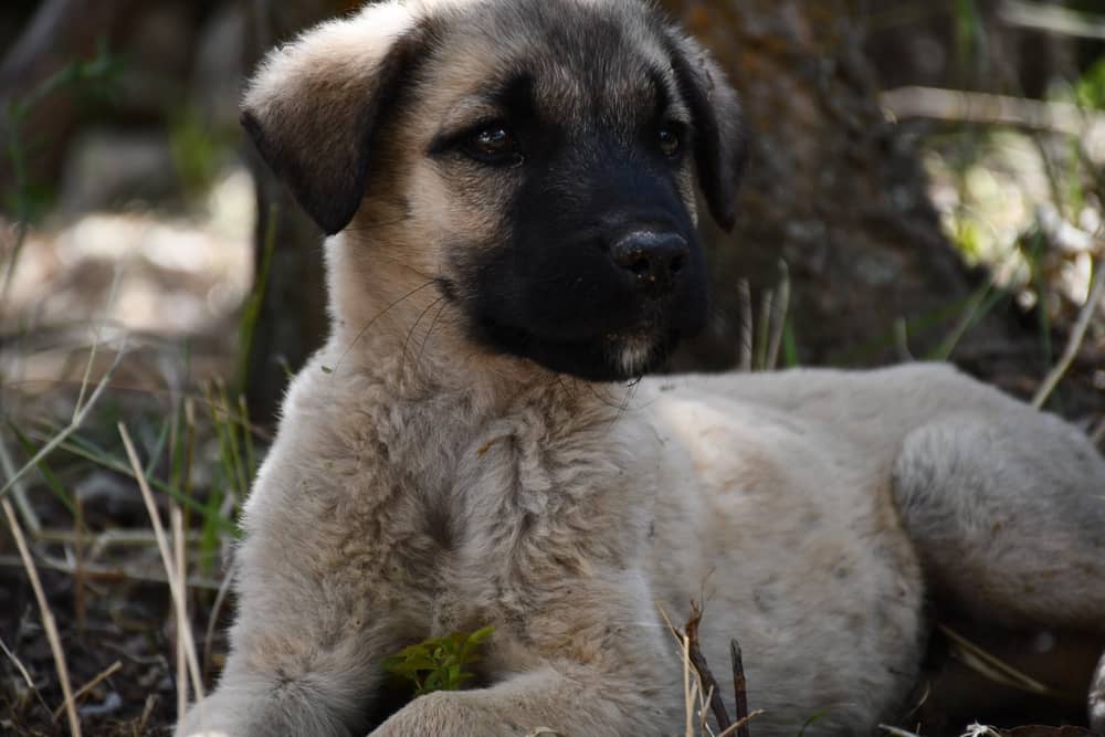 Kangal Puppy