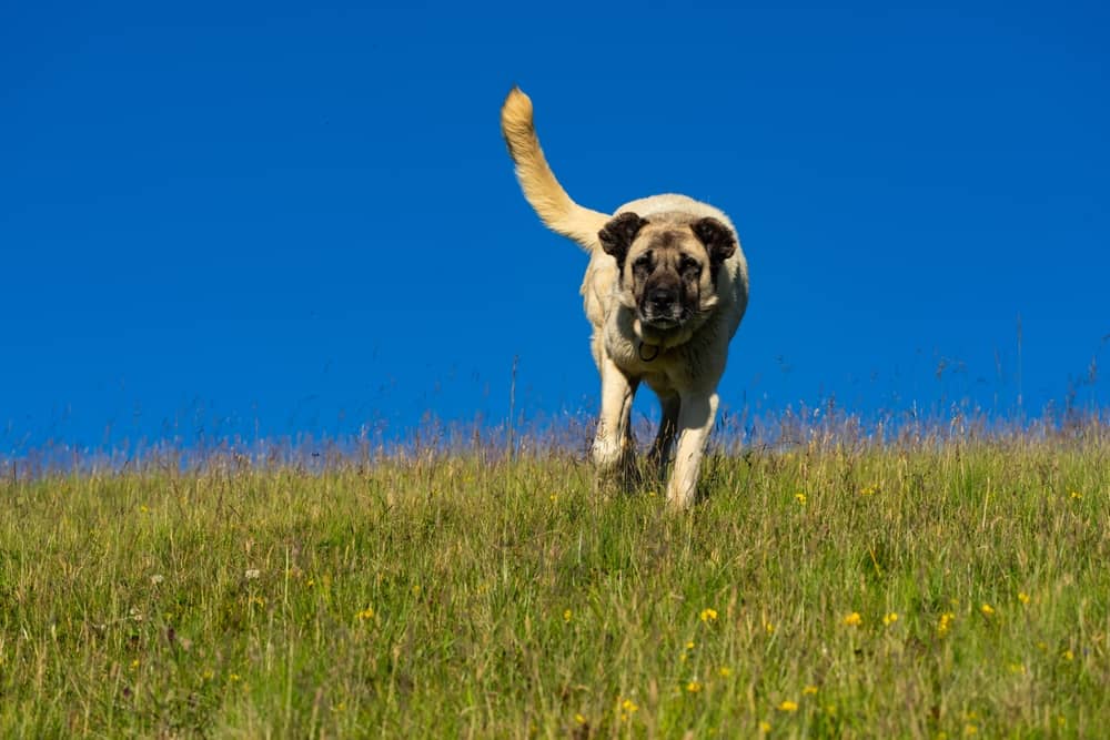 Kangal Running