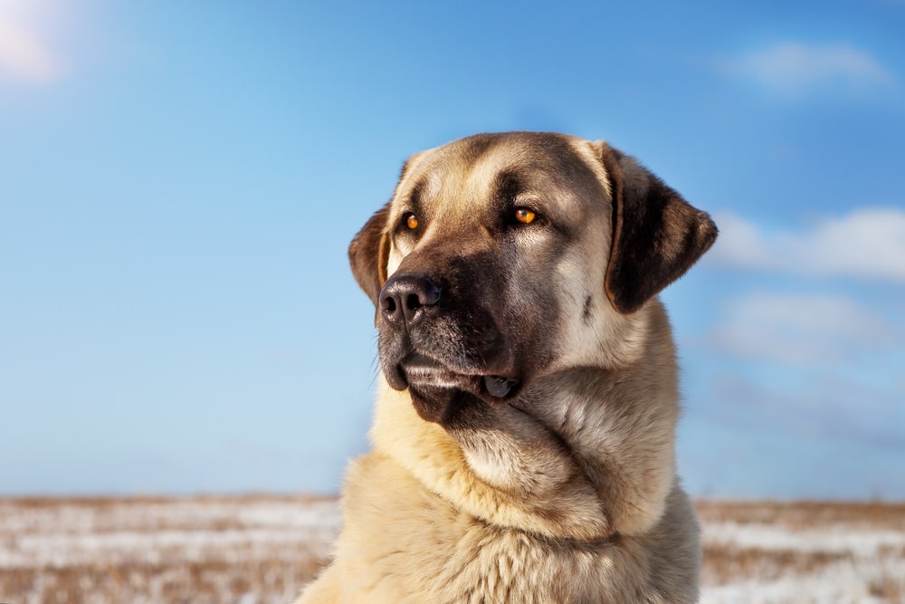 Kangal