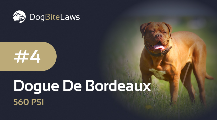 Dogue De Bordeaux