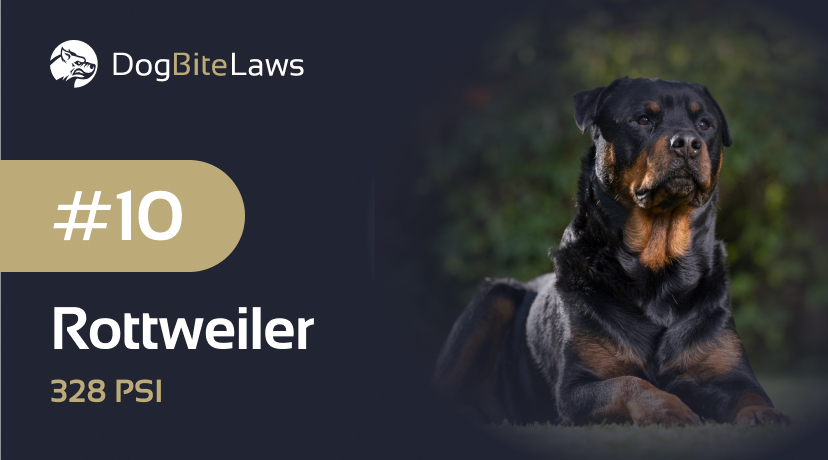 Rottweiler