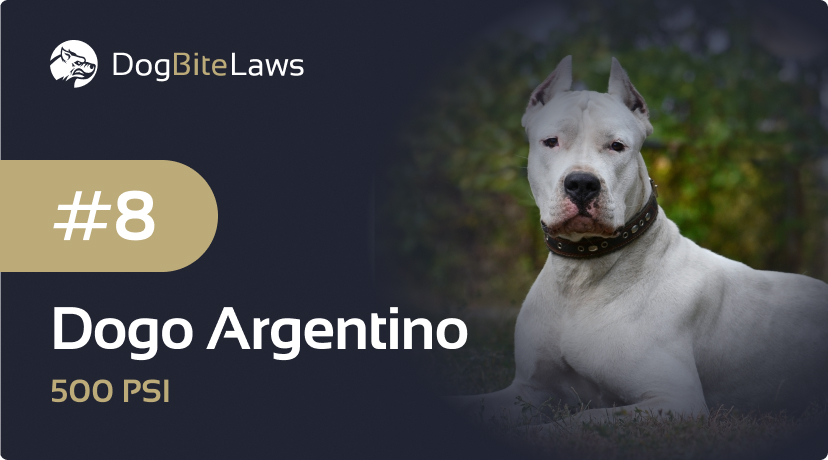 Dogo Argentino