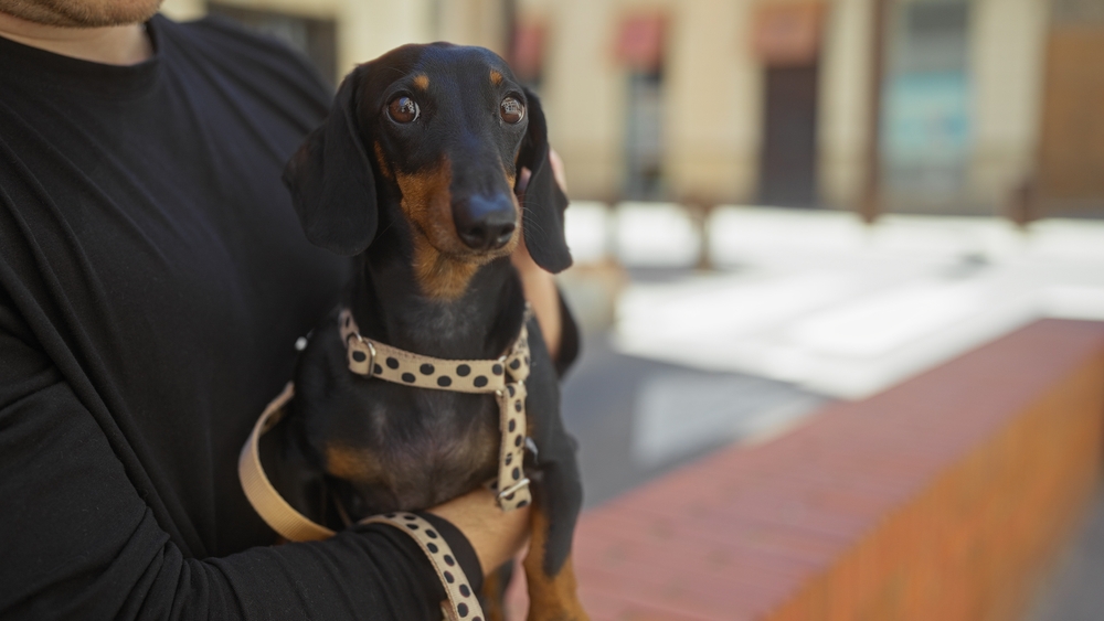 Photo of a Dachshund