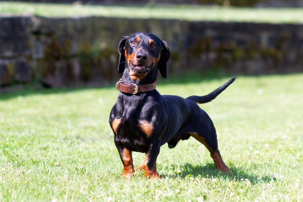 Photo of a Dachshund