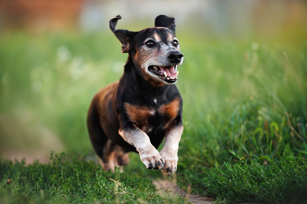 Photo of a Dachshund