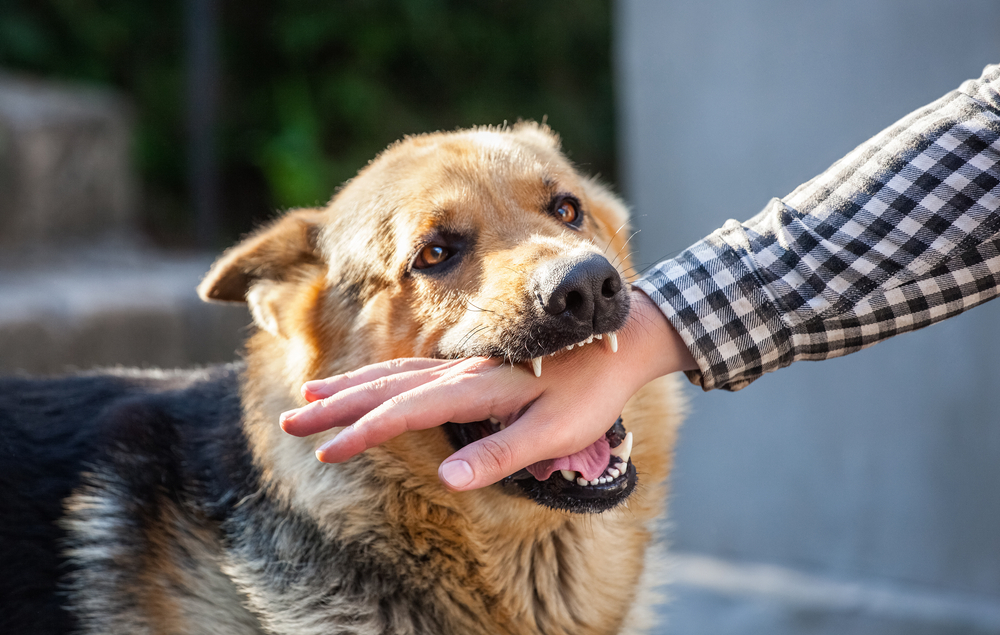 Photo of an Aggressive Dog