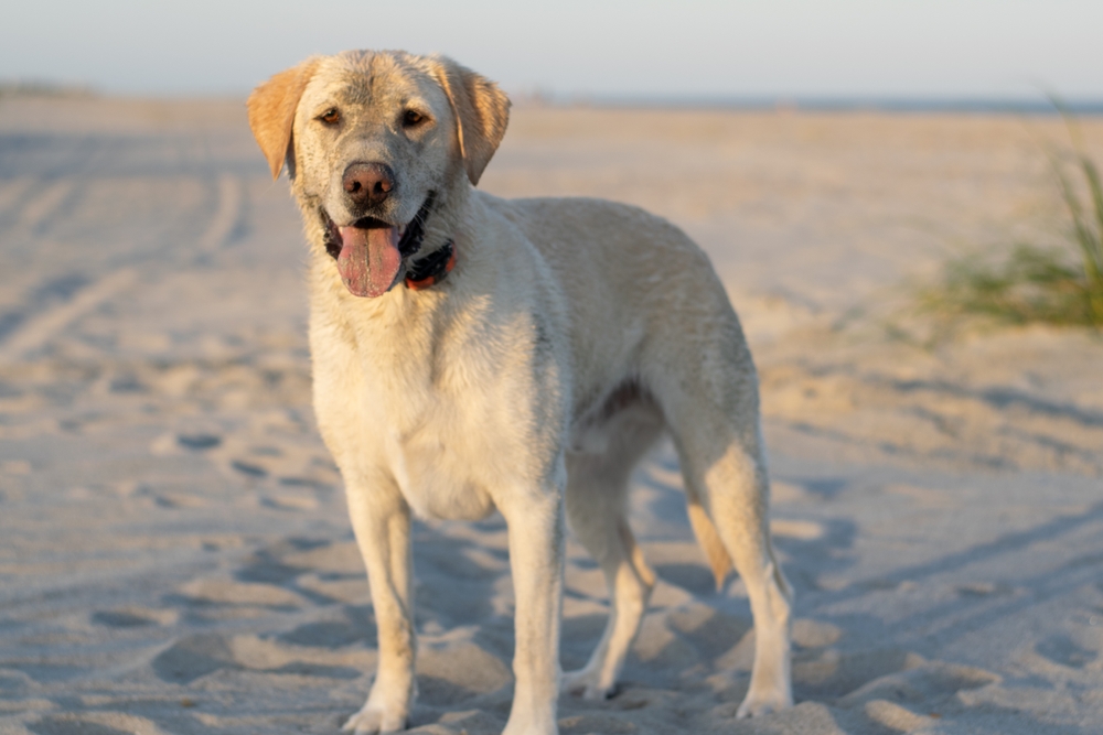 Photo of a Labrador