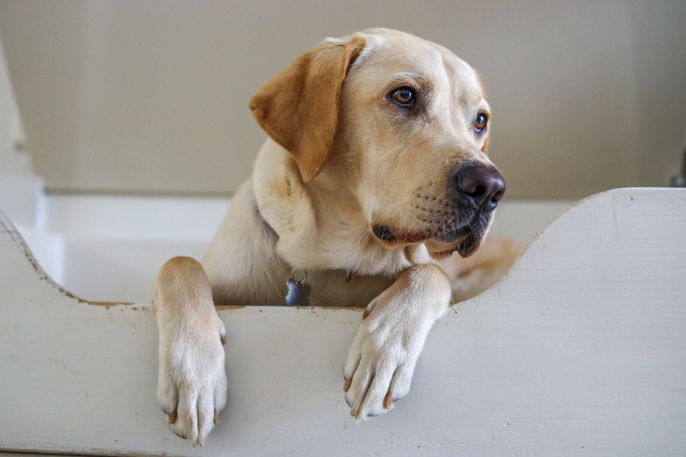 Photo of a Labrador