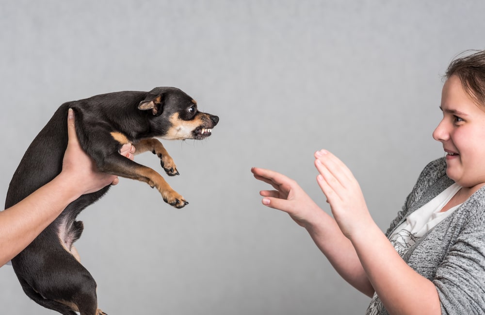 Dog grinning at a child