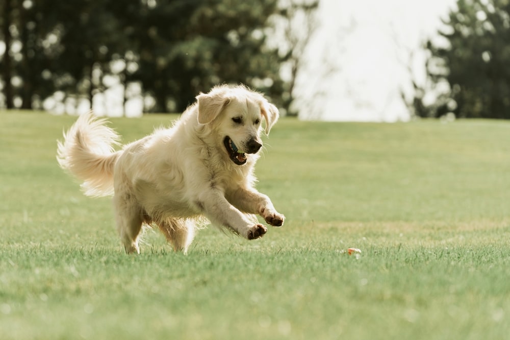 Dog Jumping