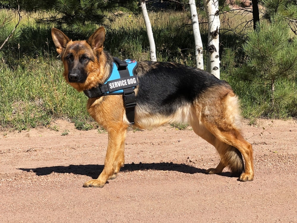 Dog standing in a place with vest