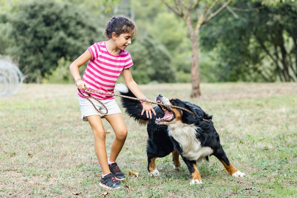 Dog playing with a child