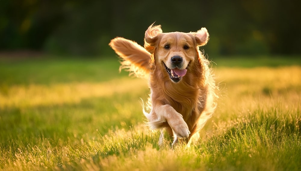 Dog Running