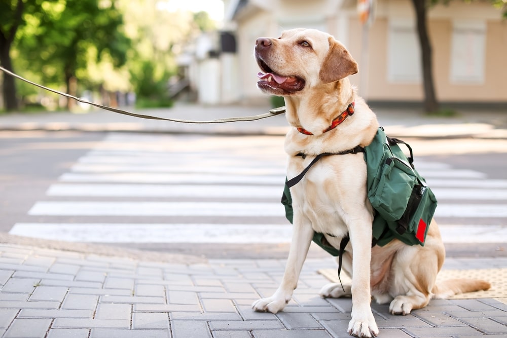 Dog With Vest Sitting