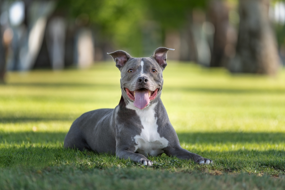 Photo of Grey Pitbull